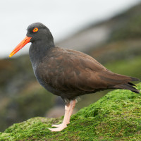 Black Oystercatcher